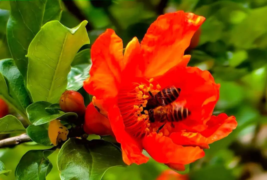 家庭养花用生根粉