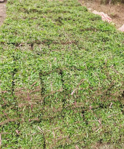 马尼拉草发黄什么原因