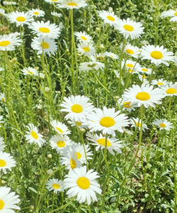 菊花夏天长什么样子