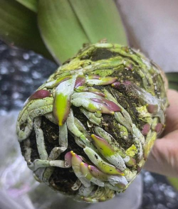 家庭养花用生根粉