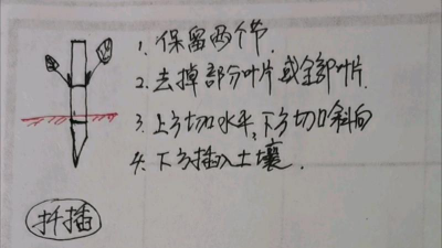 家庭养花用生根粉