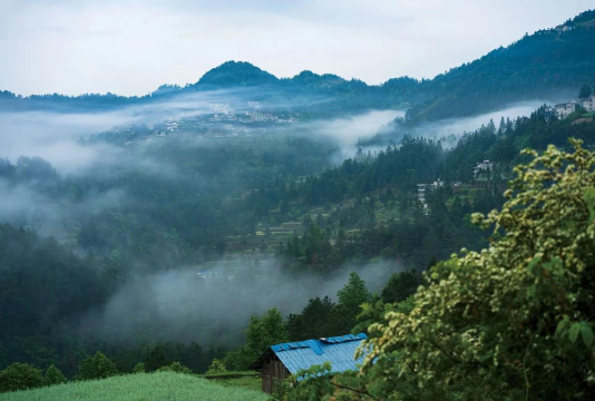 贵州空气有香味是什么