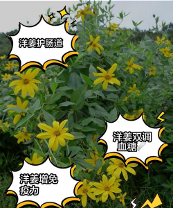 洋姜和韭菜一起养花行吗