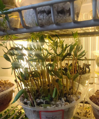 家庭养花用生根粉