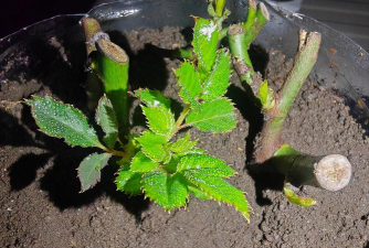 家庭养花用生根粉