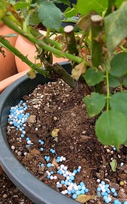 家庭养花用生根粉