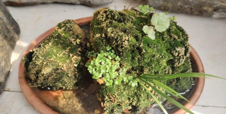 炉渣土可以养什么植物