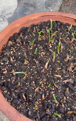 家庭养花用生根粉