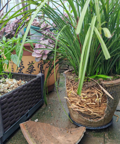 家庭养花用生根粉