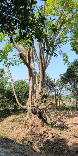 乐山的市树是什么树