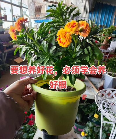 家庭养花用生根粉