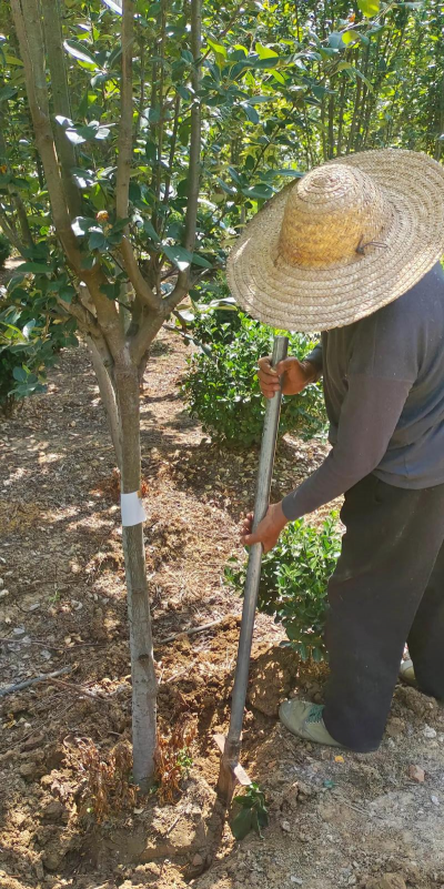 挖树苗怎么挖快