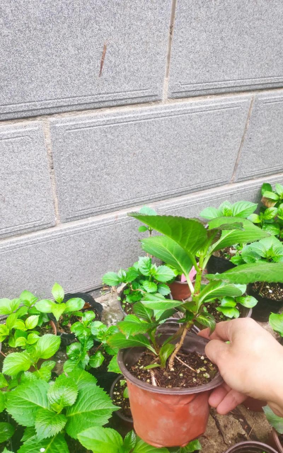 家庭养花用生根粉