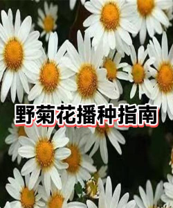 野菊花怎么播种