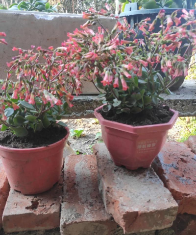 家庭养花用生根粉