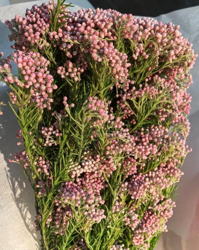 澳大利亚哪里适合养花生