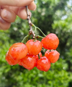 樱桃刚熟是什么颜色