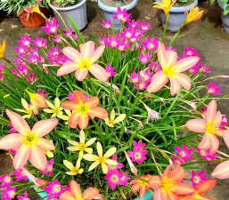 家庭养花用生根粉