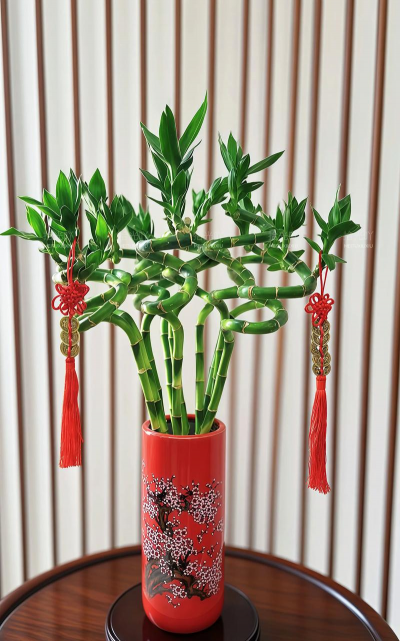 竹子盆栽怎么可以发财