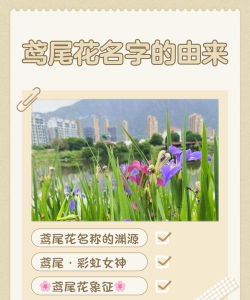 花的名称叫什么尾