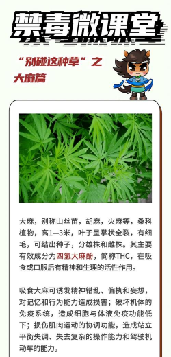 大麻的花有什么作用