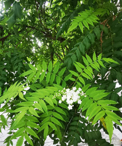 华北珍珠梅属于什么