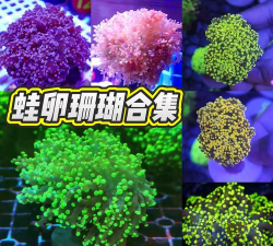 针叶类珊瑚怎么繁殖