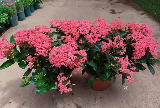 家庭养花用生根粉