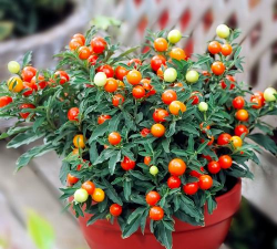 冬珊瑚种子怎么获取