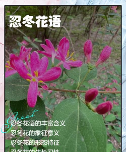 忍冬花语是什么