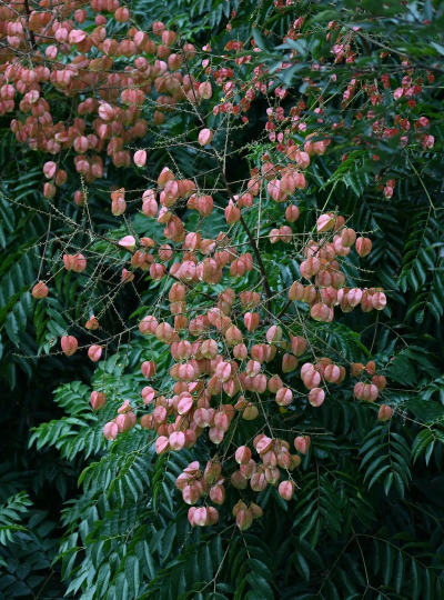 春天栾树怎么杀虫