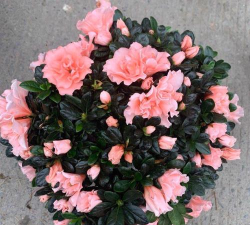 西洋杜鹃什么时候结果