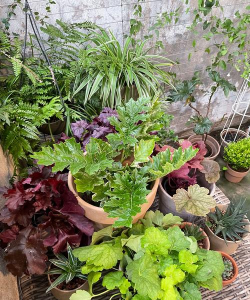 家庭养花用生根粉