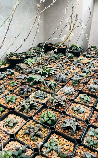 家庭养花用生根粉