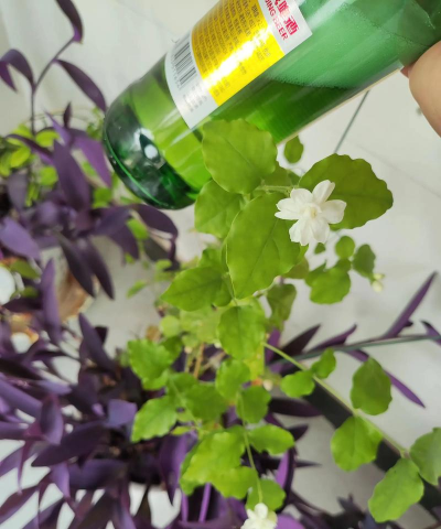 家庭养花用生根粉