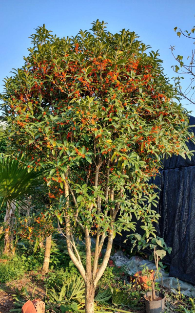 丹桂苗什么时候开花