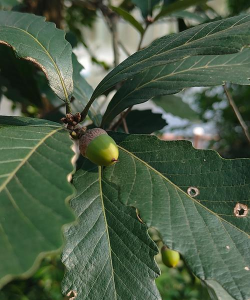 橡树叶子什么样子