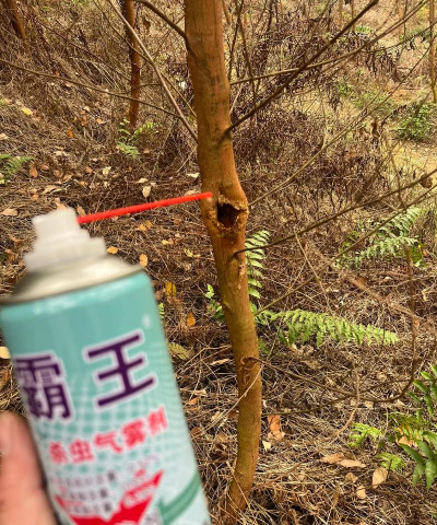 家庭养花用生根粉