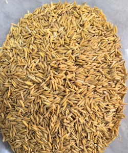 广东种谷种有什么品种