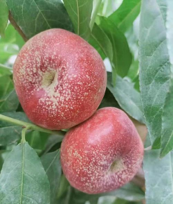 蟠桃养殖需要什么肥料