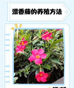 飘香藤种子怎么种植