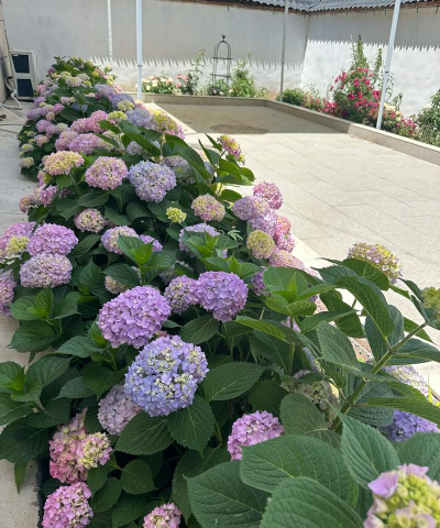 大花球什么时候开花