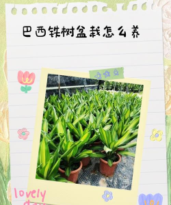 巴西铁树花怎么养