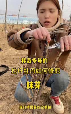 新移栽牡丹怎么剪枝