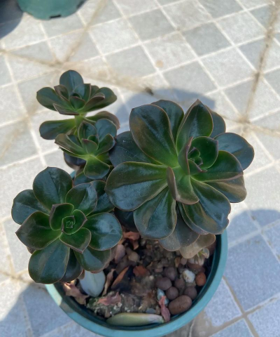 巧克力方砖是什么科