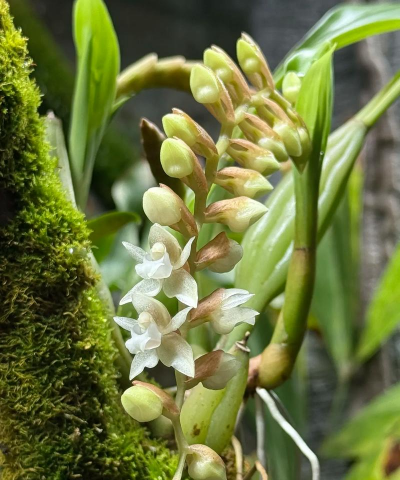 石仙桃怎么种植呢