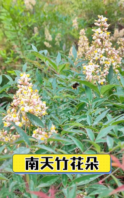 南天竹开什么花