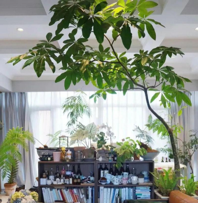 家庭养花用生根粉