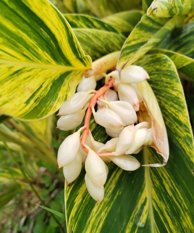 植物 豆蔻花什么样
