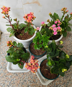 家庭养花用生根粉